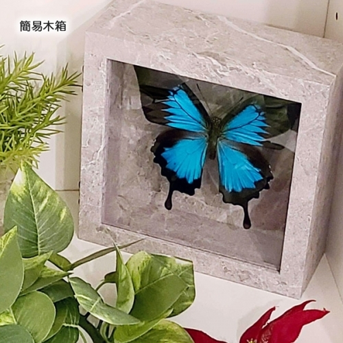 オオルリアゲハ , アゲハ蝶科標本 , 蝶の標本 販売・通販のNatureShop