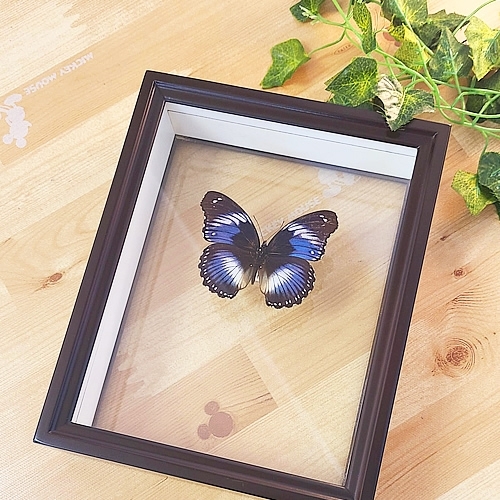 サザナミムラサキ , タテハ蝶科標本 , 蝶の標本 販売・通販の