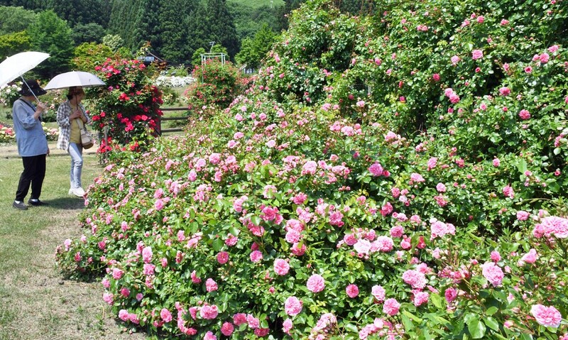 バラ6千株見ごろ 東八甲田ローズカントリー｜なびたび北東北