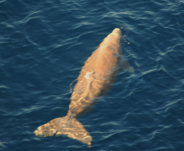 絶滅危惧種のジュゴン、沖縄で繁殖成功の可能性！ 子どものジュゴンの