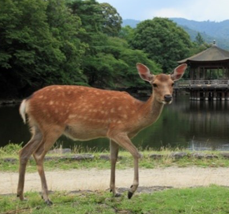 近鉄・南海・名鉄が連続3日間乗り放題 －「3・3・SUNフリーきっぷ」が