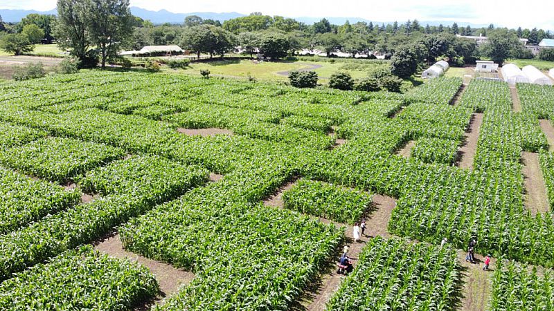 岩瀬牧場に東北最大級の「とうもろこし巨大迷路」が登場！「かがみいし