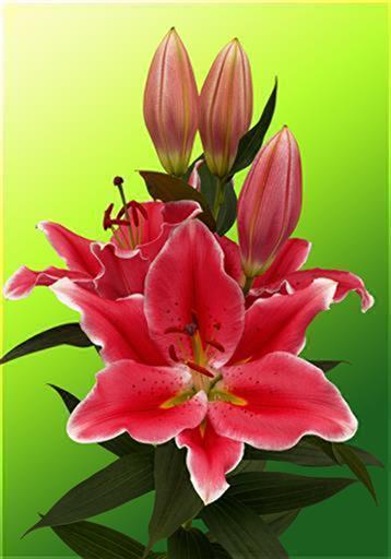 カンパニア | 株式会社中村農園