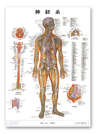 人体解剖チャート 神経系 - ニットクSHOP
