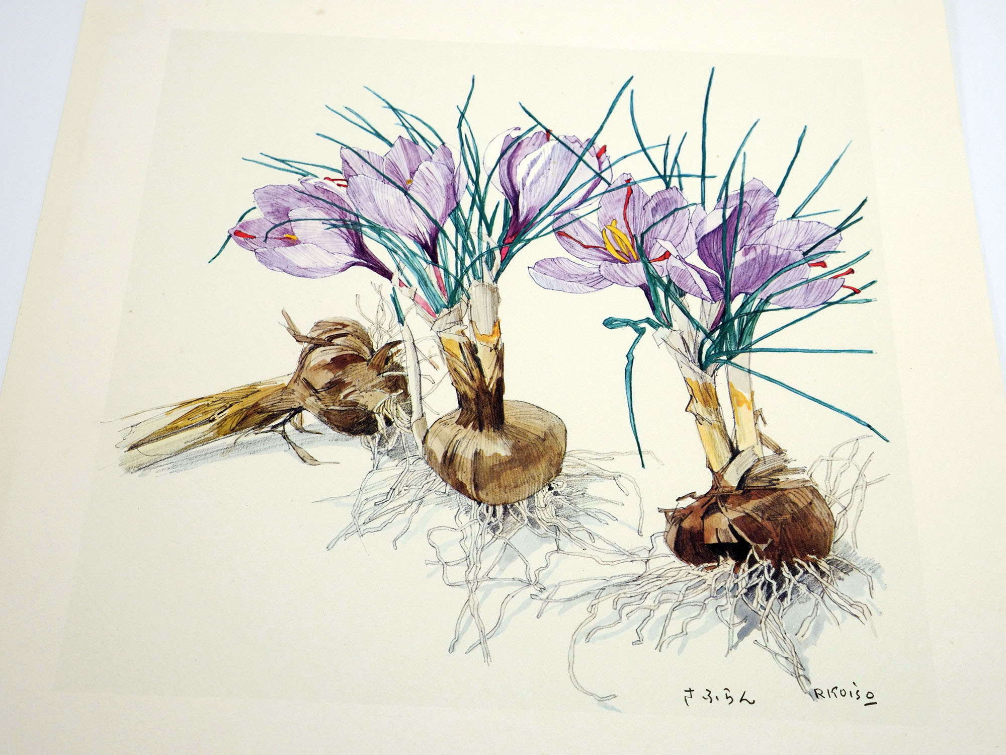 薬用植物画譜」 小磯良平・刈米達夫（1971）