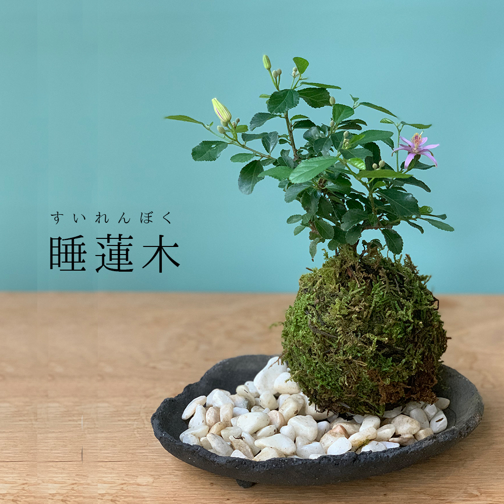 2025年開花終了】毎年5月から夏ごろに美しい花が楽しめる【睡蓮木