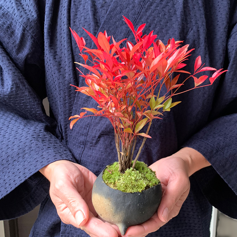 送料無料 南天のミニ盆栽 鉢 真山茜 炭化焼き締め丸鉢盆栽 ぼんさい