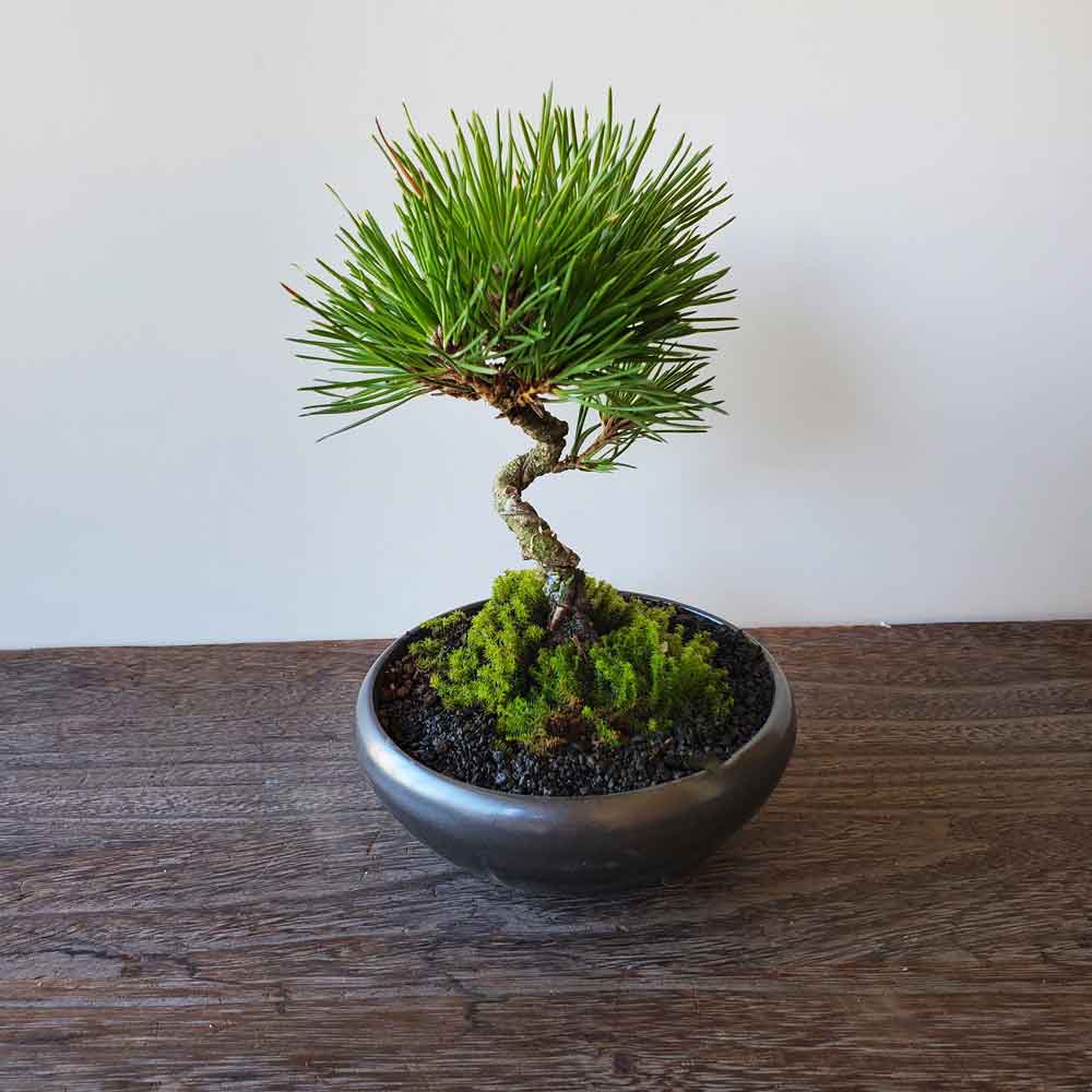 黒松盆栽 万古黒丸鉢 くろまつ クロマツ kuromatu ミニ盆栽 小品盆栽