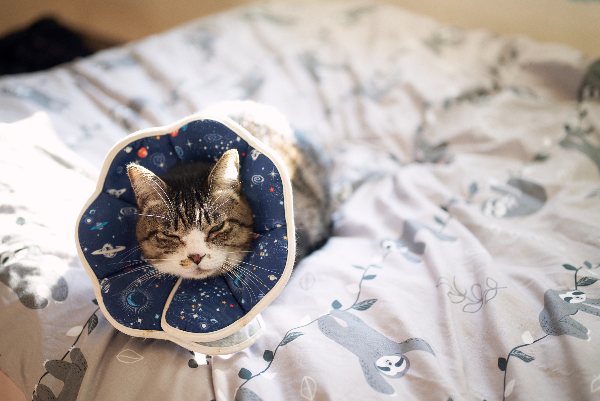 Z5とNIKKOR Z 50mm f/1.8Sで猫写真 No.3 | ニコン部