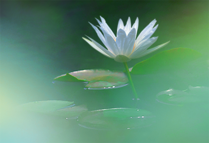 花風PLATINA ブルースイレン 小型バラ詰 | お線香 | 日本香堂公式