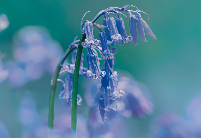 花風PLATINA ブルーベル バラ詰 | お線香 | 日本香堂公式