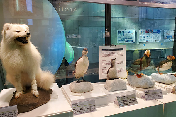 11月21日（金）から11月25日（火）まで動物剥製の一部展示休止について