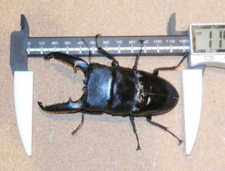 体長113・7ミリ！ ヒラタクワガタの〝ギネス〟記録 福岡の男性飼育