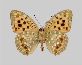 k*3様 オオウラギンヒョウモン等 日本産蝶標本 21種 59頭 大型ドイツ箱