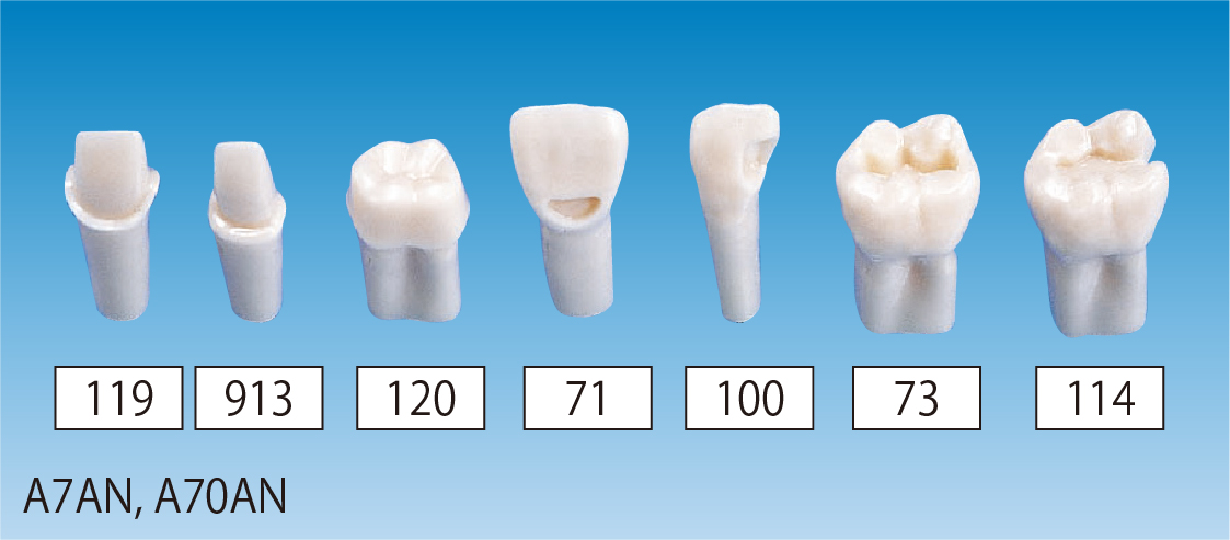 支台歯・窩洞形成模型歯 [A7AN,A70ANシリーズ]｜株式会社ニッシン
