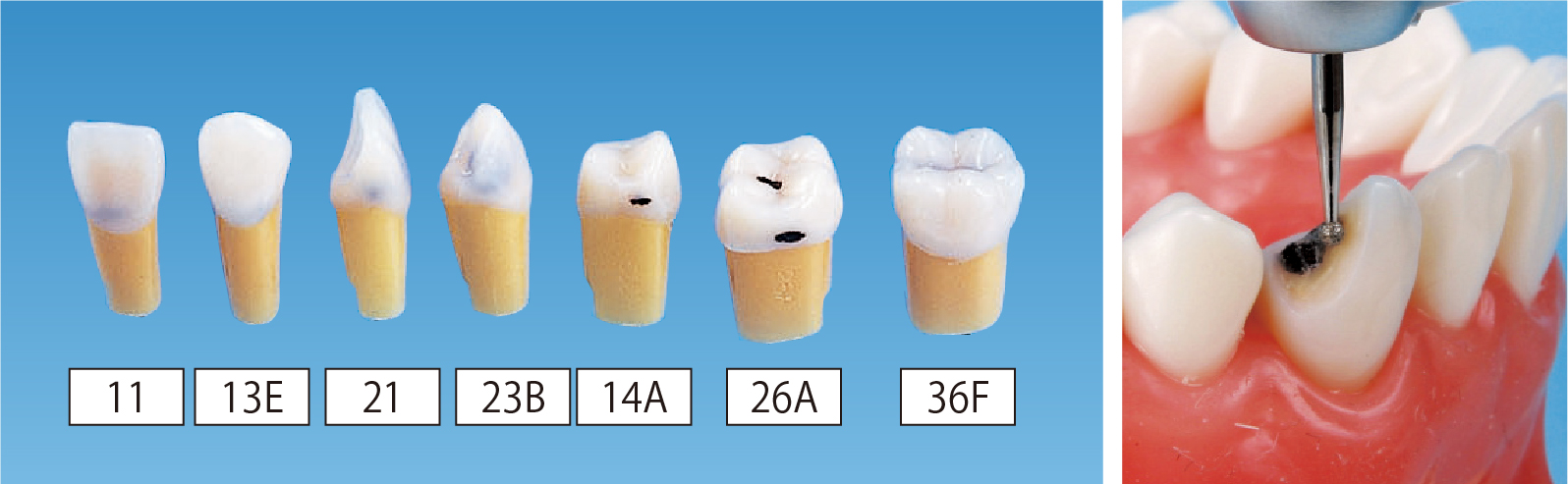 2色レジン製顎模型 [D51D-500E](D咬合器つき)｜株式会社ニッシン｜歯科
