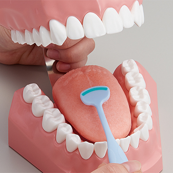 2倍大舌模型 [PE-STP021]｜株式会社ニッシン｜歯科模型・歯科材料の