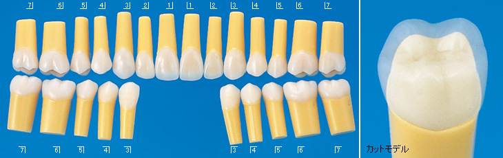 切削用模型歯 [A20-500]｜株式会社ニッシン｜歯科模型・歯科材料の