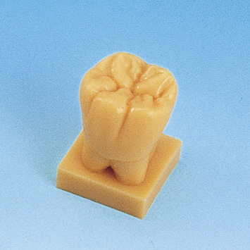 歯型彫刻ステップ学習用模型 [C11-TU.1]｜株式会社ニッシン｜歯科模型