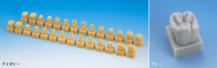 永久歯拡大モデル｜株式会社ニッシン｜歯科模型・歯科材料のトップ