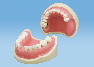 統合型実習用模型 [D16-NI.P.24]｜株式会社ニッシン｜歯科模型・歯科