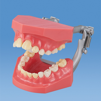 小児｜株式会社ニッシン｜歯科模型・歯科材料のトップメーカーとして