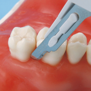 口腔外科実習用顎模型 [P15FE-OOP.1](FE咬合器つき)｜株式会社ニッシン