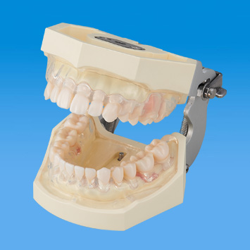 SRP実習用顎模型 [P15FE-500HPRO-S2B1-GSD]｜株式会社ニッシン｜歯科