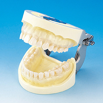 う蝕検知液可染性模型歯 [A16ANシリーズ]｜株式会社ニッシン｜歯科模型