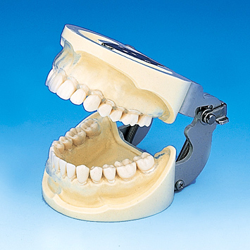 保存修復実習用顎模型 [D16FE-500E(GSD)](FE咬合器つき)｜株式会社