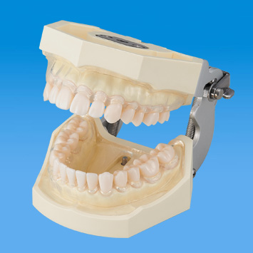 シーラント実習用模型歯 [A2TAN-305,733]｜株式会社ニッシン｜歯科模型