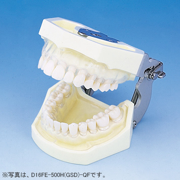 SRP用顎模型 [D16FE-500H(GSD)-MF](FE咬合器つき)｜株式会社ニッシン