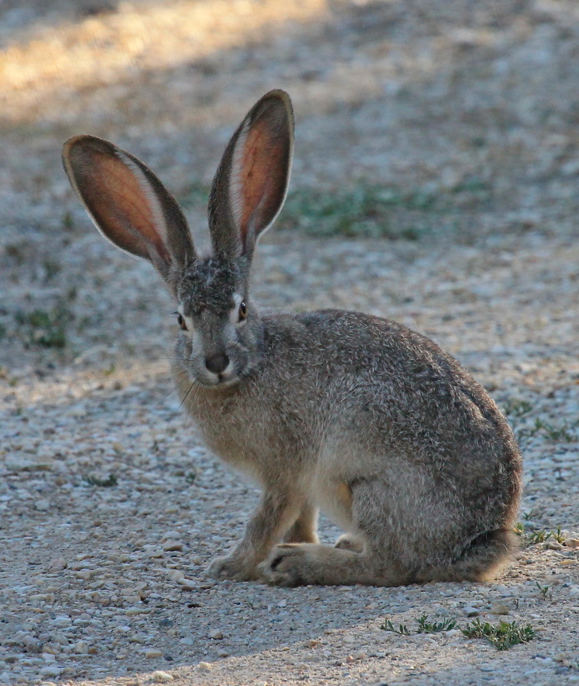 Jackrabbits - Missouri National Recreational River (U.S. National
