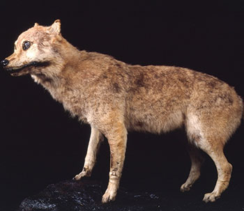 ニホンオオカミのはく製〜和歌山県立自然博物館（海南市船尾）の展示