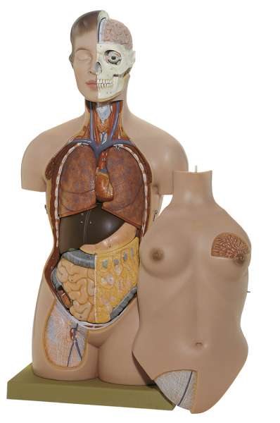 Anatomy models | SOMSO®