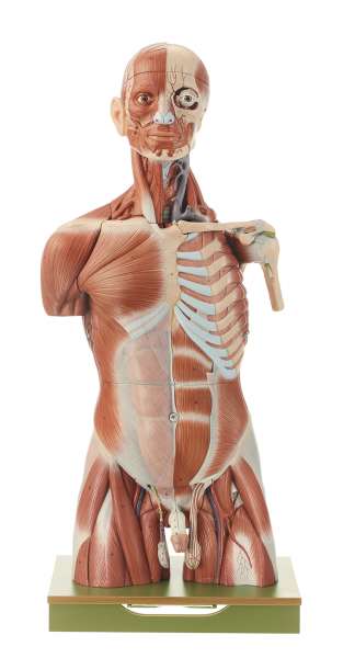 Anatomy models | SOMSO®