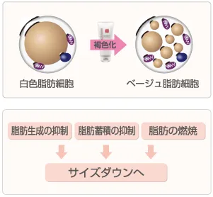 Prime S Cream (プライムエスクリーム) | たるみ引き締めクリーム