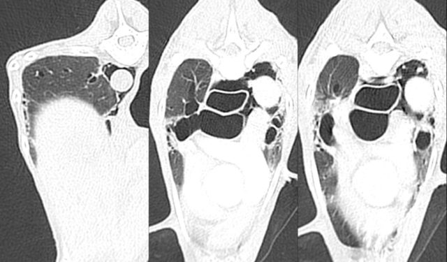 犬・猫の呼吸器臨床研究会VeRMS Study Groupについて - 呼吸器専門の
