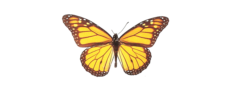 佐賀の自然デジタル大百科事典｜佐賀の蝶コラム：フロリダに蝶を追う