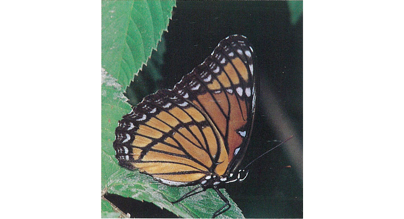 佐賀の自然デジタル大百科事典｜佐賀の蝶コラム：フロリダに蝶を追う