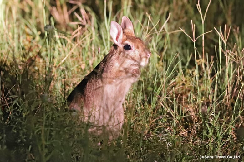 トビウサギ South African spring hare （オカバンゴデルタ・ボツワナ