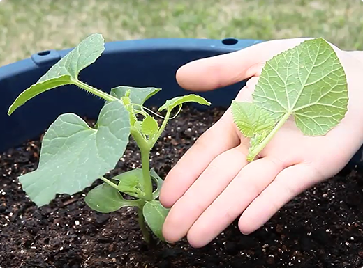 おうちでネットメロン ころたん｜タネ・苗・園芸用品・農業用資材の