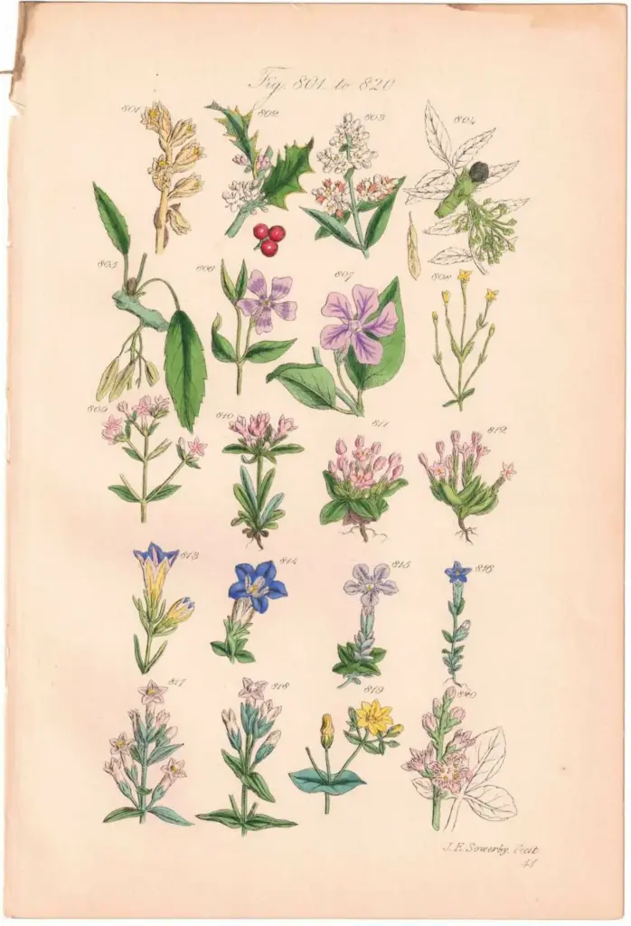 アンティークリトグラフ 花図鑑 ヴィクトリア時代 植物図鑑2 | 雑貨と