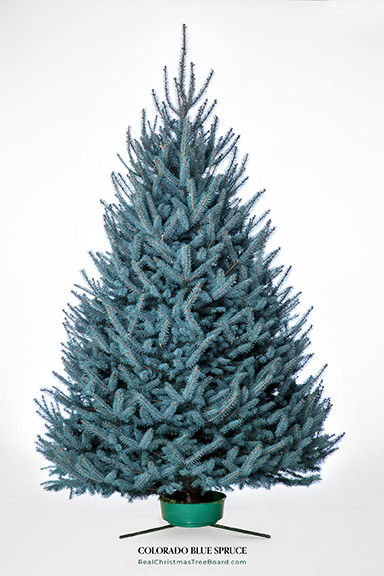 Traditional Blue Spruce Christmas Trees For Sale - fresh selection