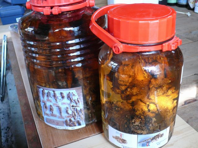 ツルニンジン 通販 長野県上田から美味しい山菜