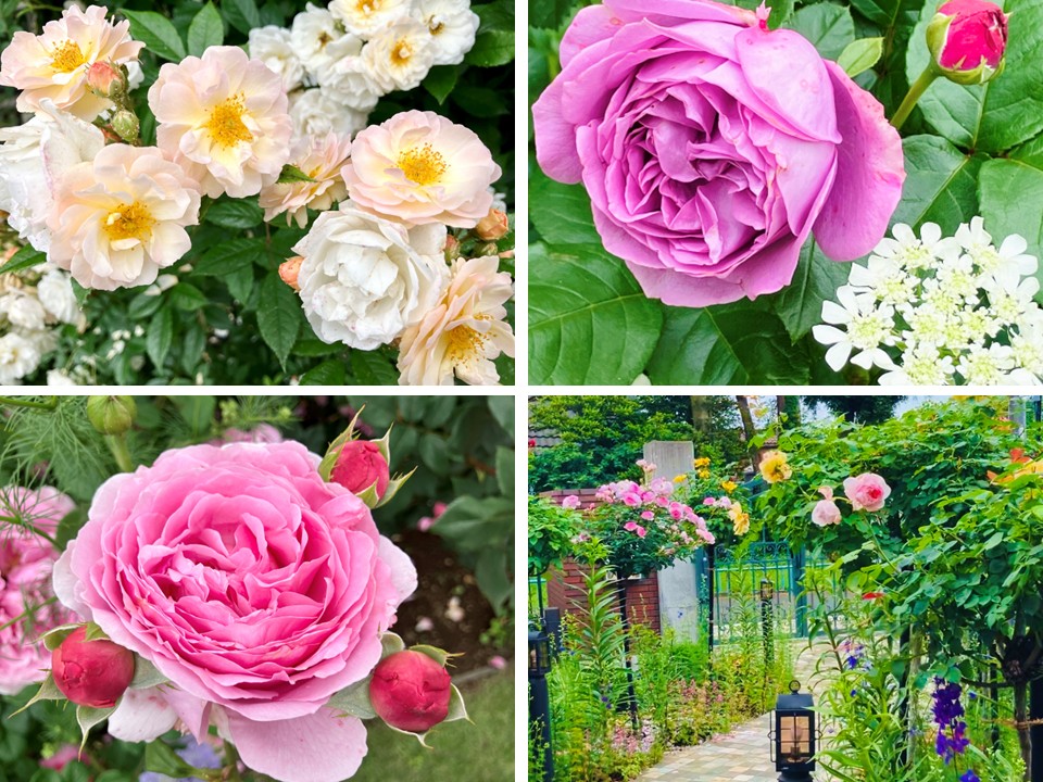 ファミリーローズガーデン訪問2025 | 三友建設株式会社