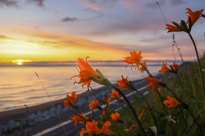 いつか黄色の絨毯に｜シーニックバイウェイ北海道【日本風景街道】