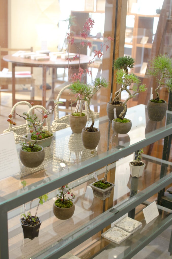 秋の盆栽が入荷しました | 新着情報 | まちのシューレ963