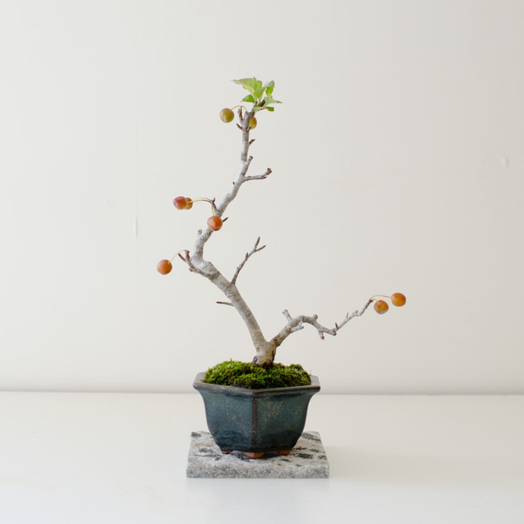 秋の盆栽が入荷しました | 新着情報 | まちのシューレ963