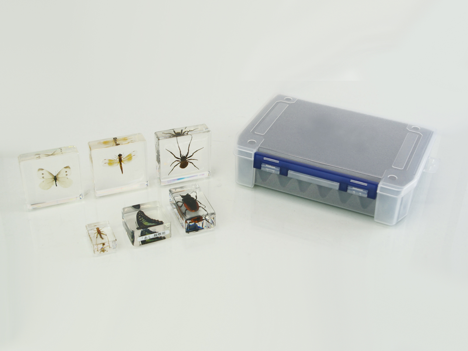 プラ封入昆虫標本 B